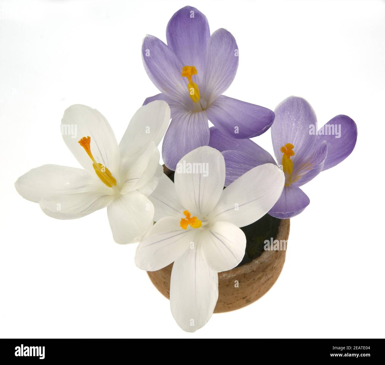 Gartenkrokus, Krokus, Crocus, Vernus, Stock Photo