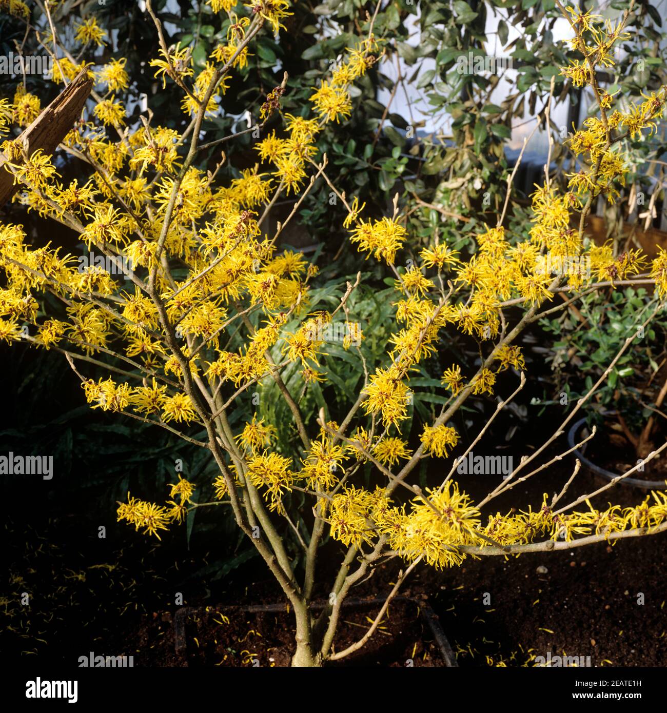 Zaubernuss, Hamamelis Stock Photo