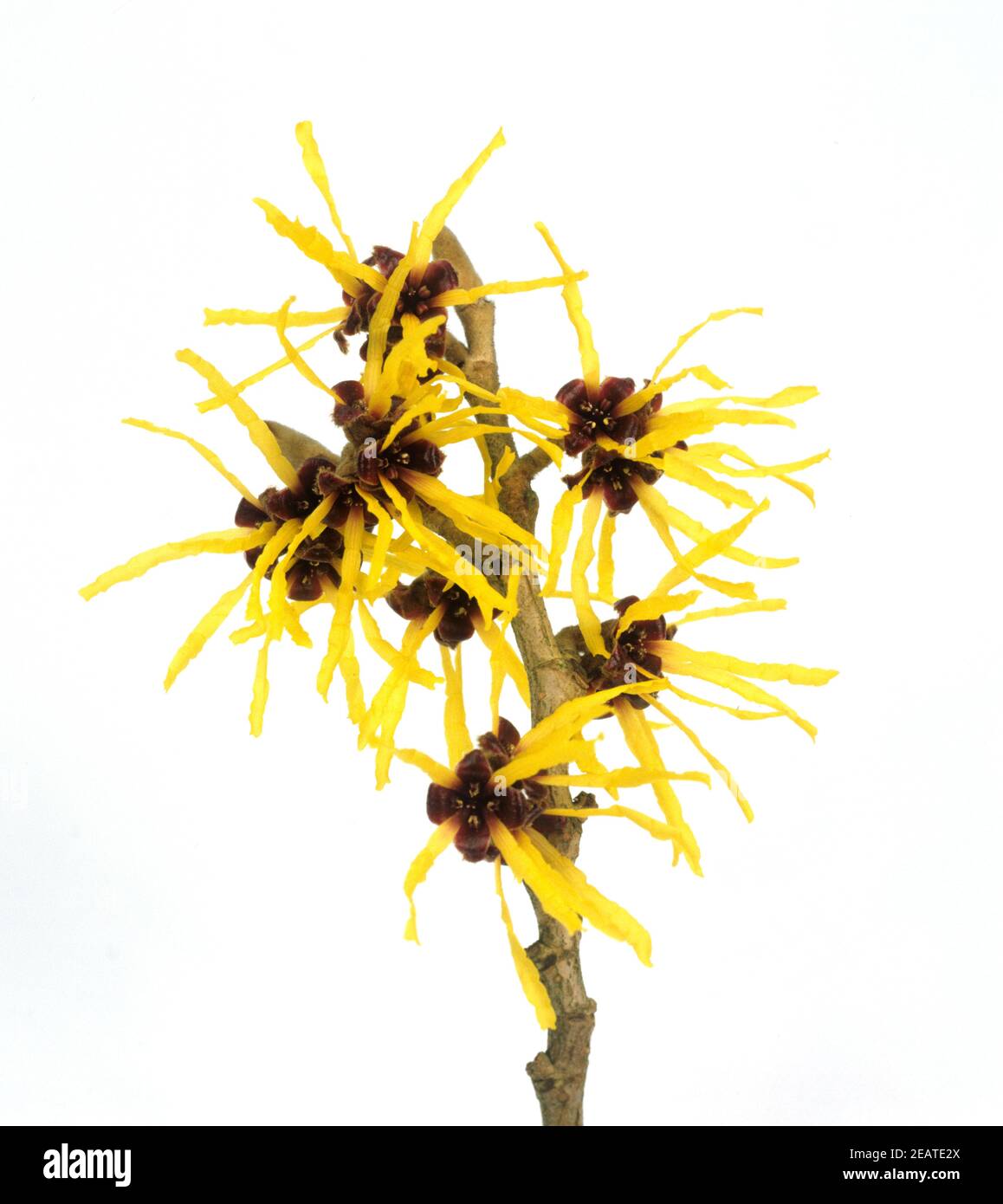 Zaubernuss, Hamamelis, japonica, Gehoelz, Winterblueher, Stock Photo