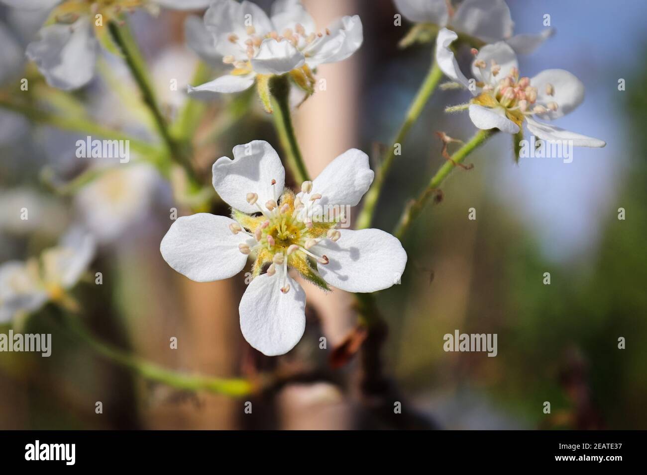 Open pear hi-res stock photography and images - Alamy