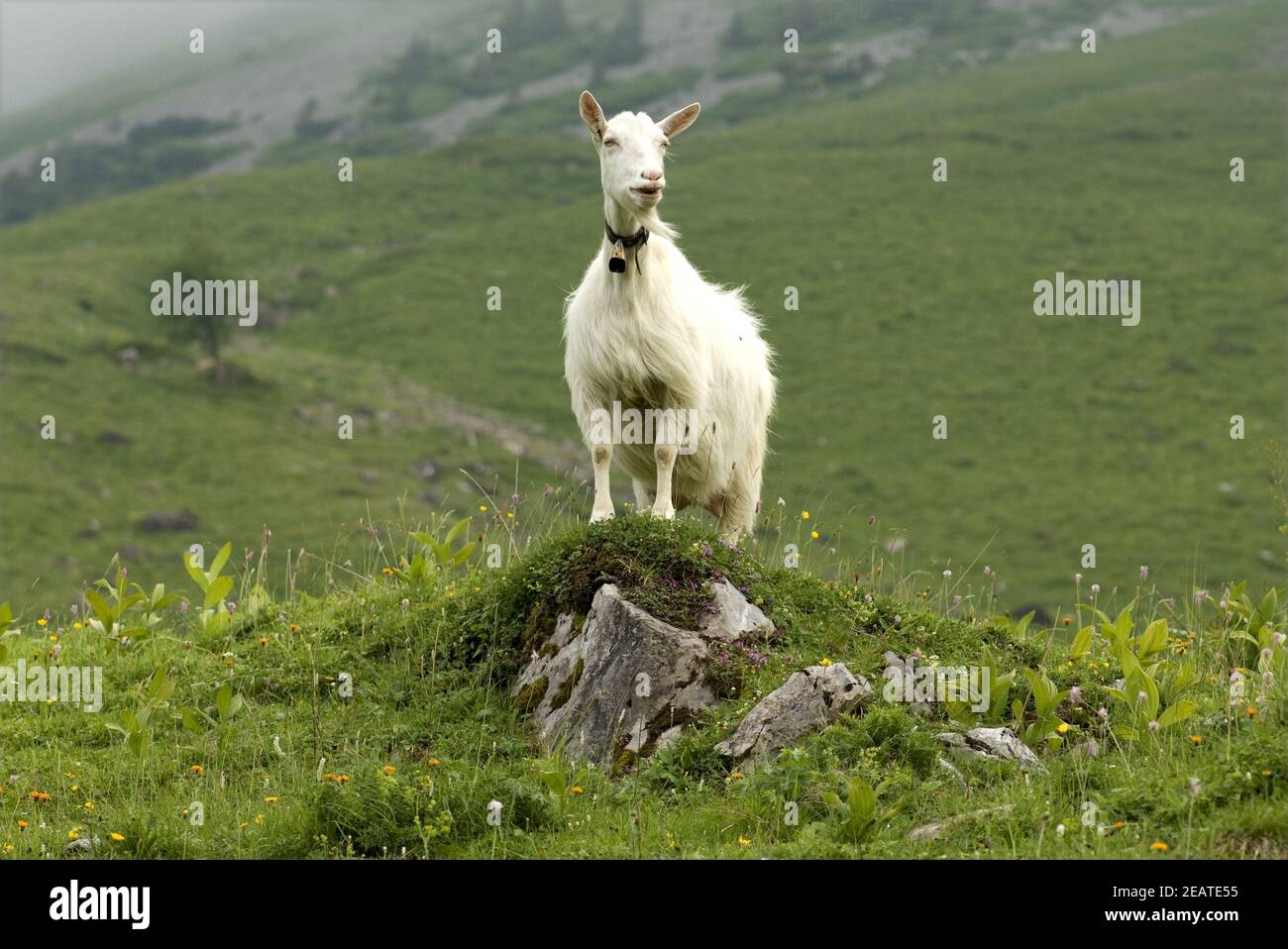 Ziegen, Weide, Appenzellerland Stock Photo