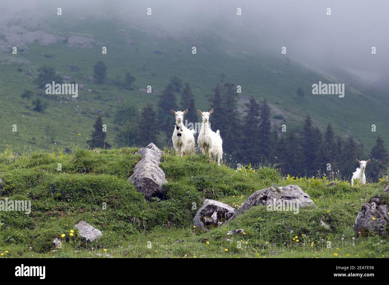 Ziegen, Weide, Appenzellerland Stock Photo