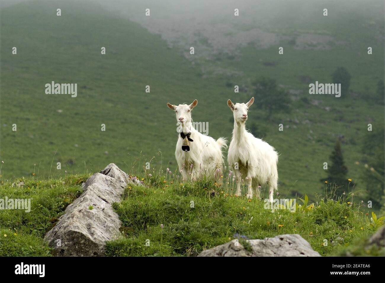 Ziegen, Weide, Appenzellerland Stock Photo