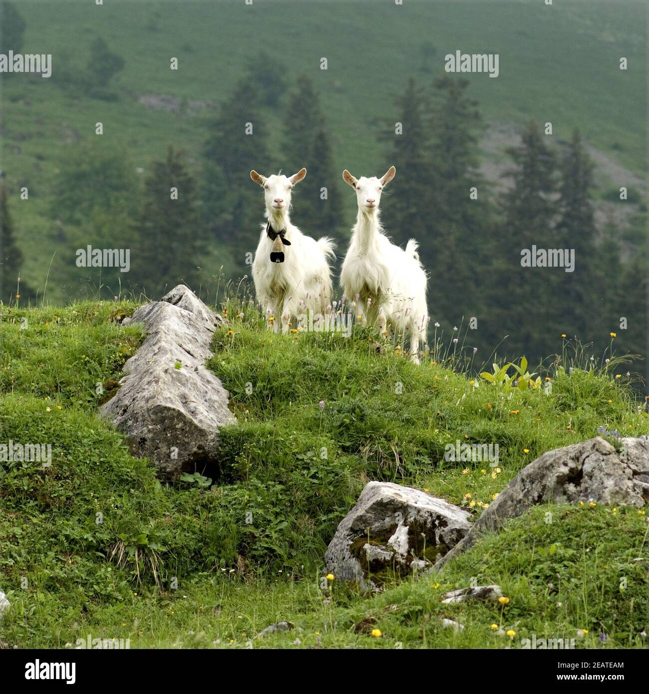 Ziegen, Gebirge Stock Photo