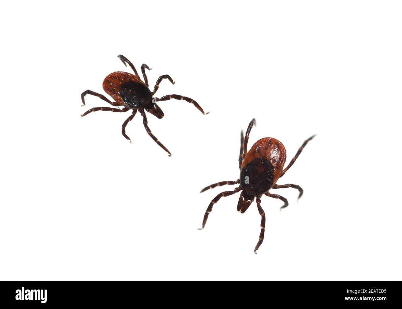Zecken hi-res stock photography and images - Alamy