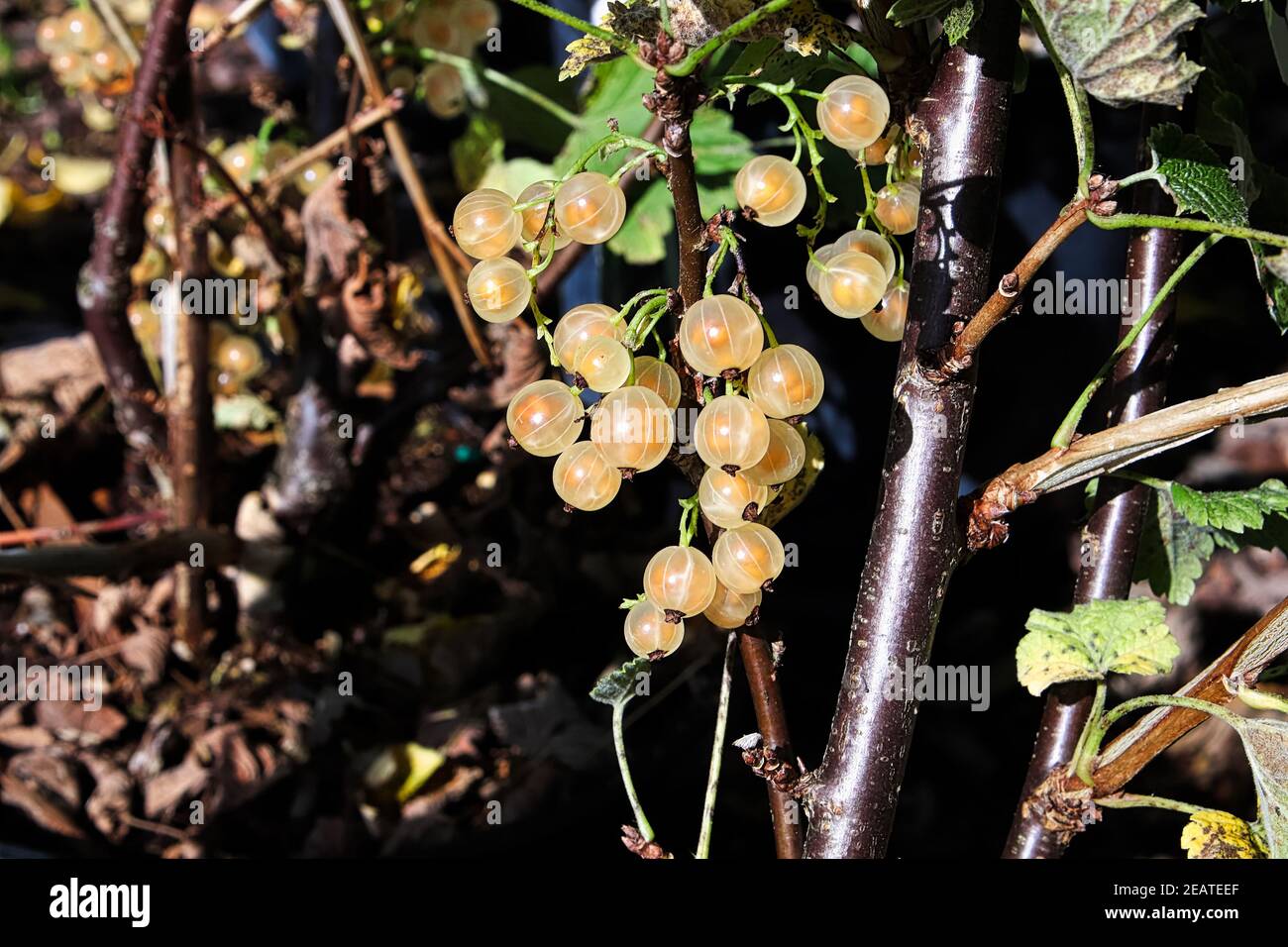 Translucent berries ripening on a white currant bush Stock Photo Alamy