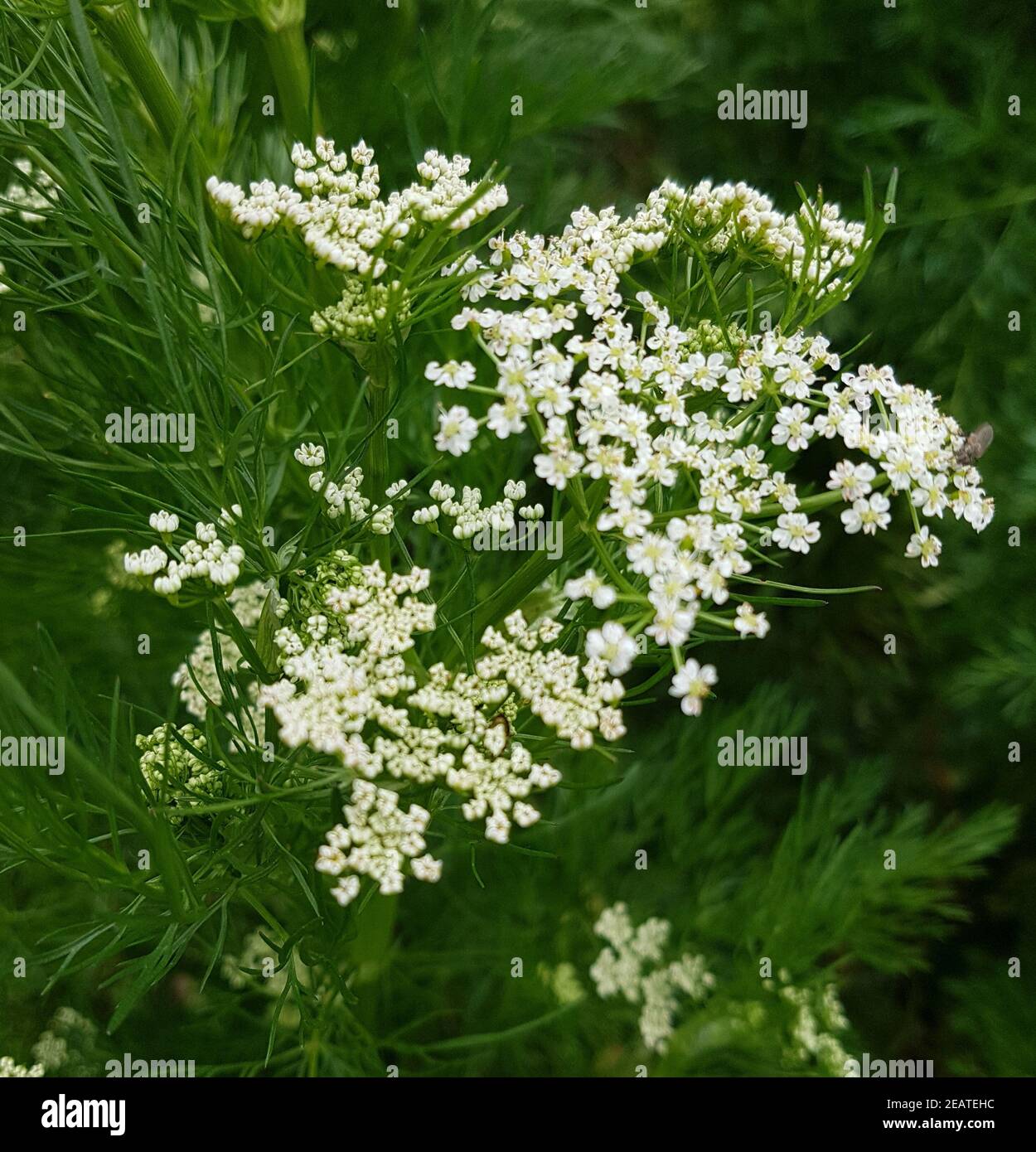Kuemmel, Carum, carvi Echter Stock Photo - Alamy