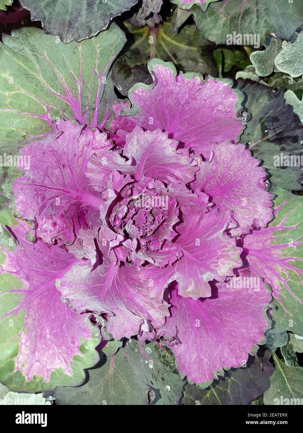 Zierkohl, Brassica, oleracea, var., acephala Stock Photo Alamy