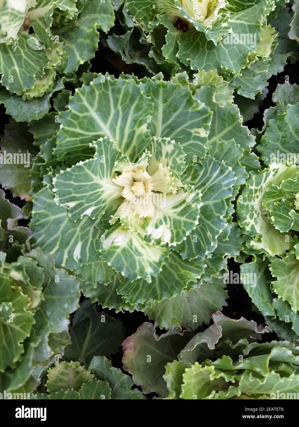 Zierkohl, Brassica, oleracea, var., acephala Stock Photo Alamy