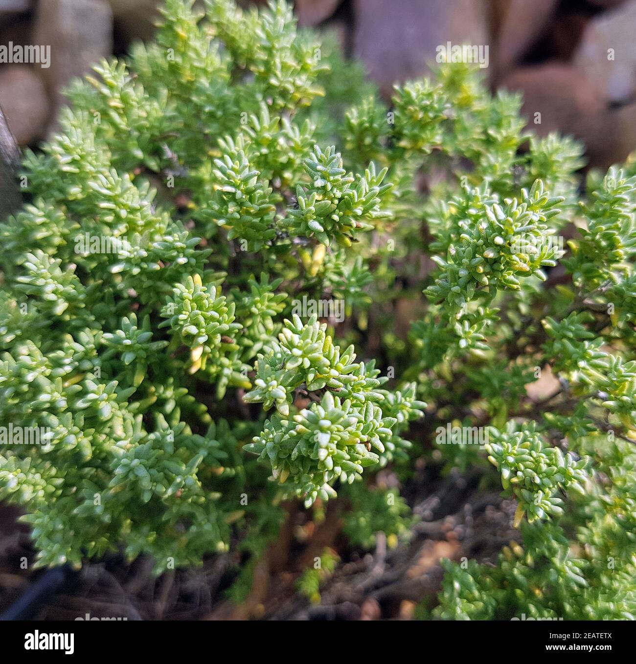 Kugelthymian, weiss, Thymian, Kraeuter, Heilpflanze Stock Photo