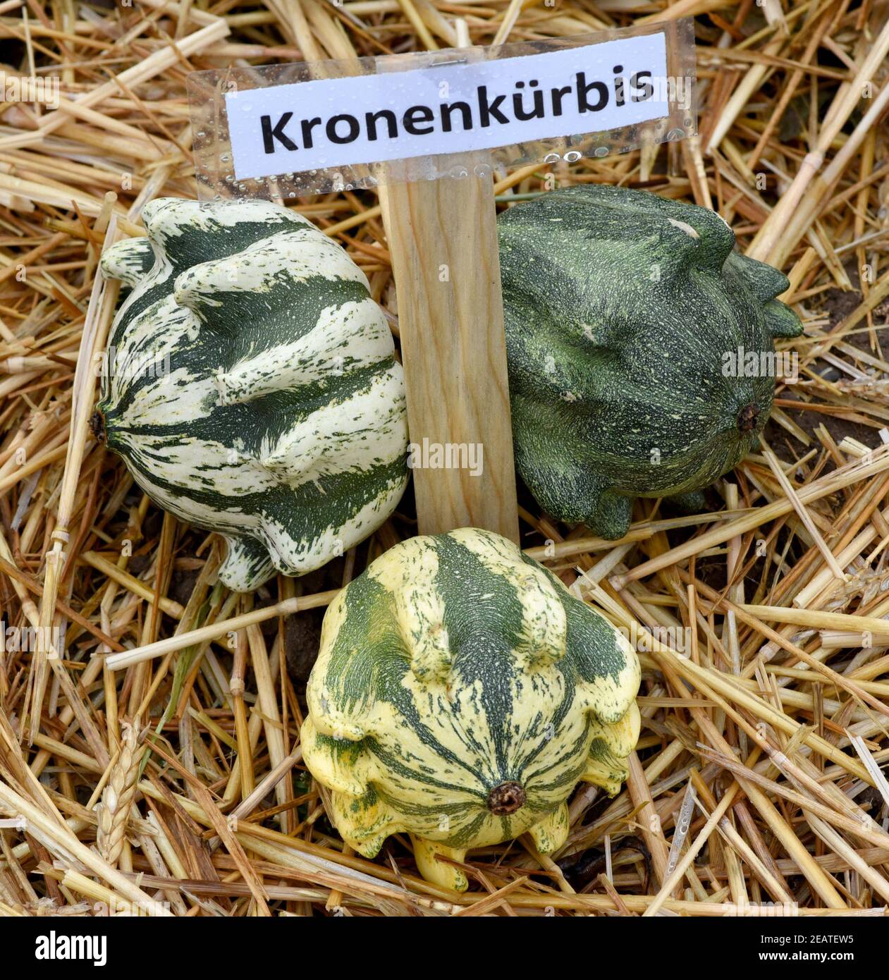 Kronenkuerbis, Zierkuerbis, Kuerbis Stock Photo