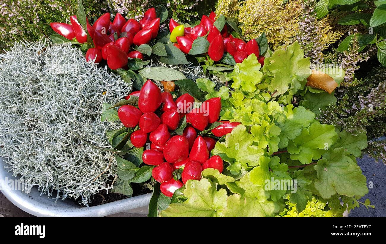 Stacheldrahtpflanze, Zierpaprika, Herbstgesteck Stock Photo