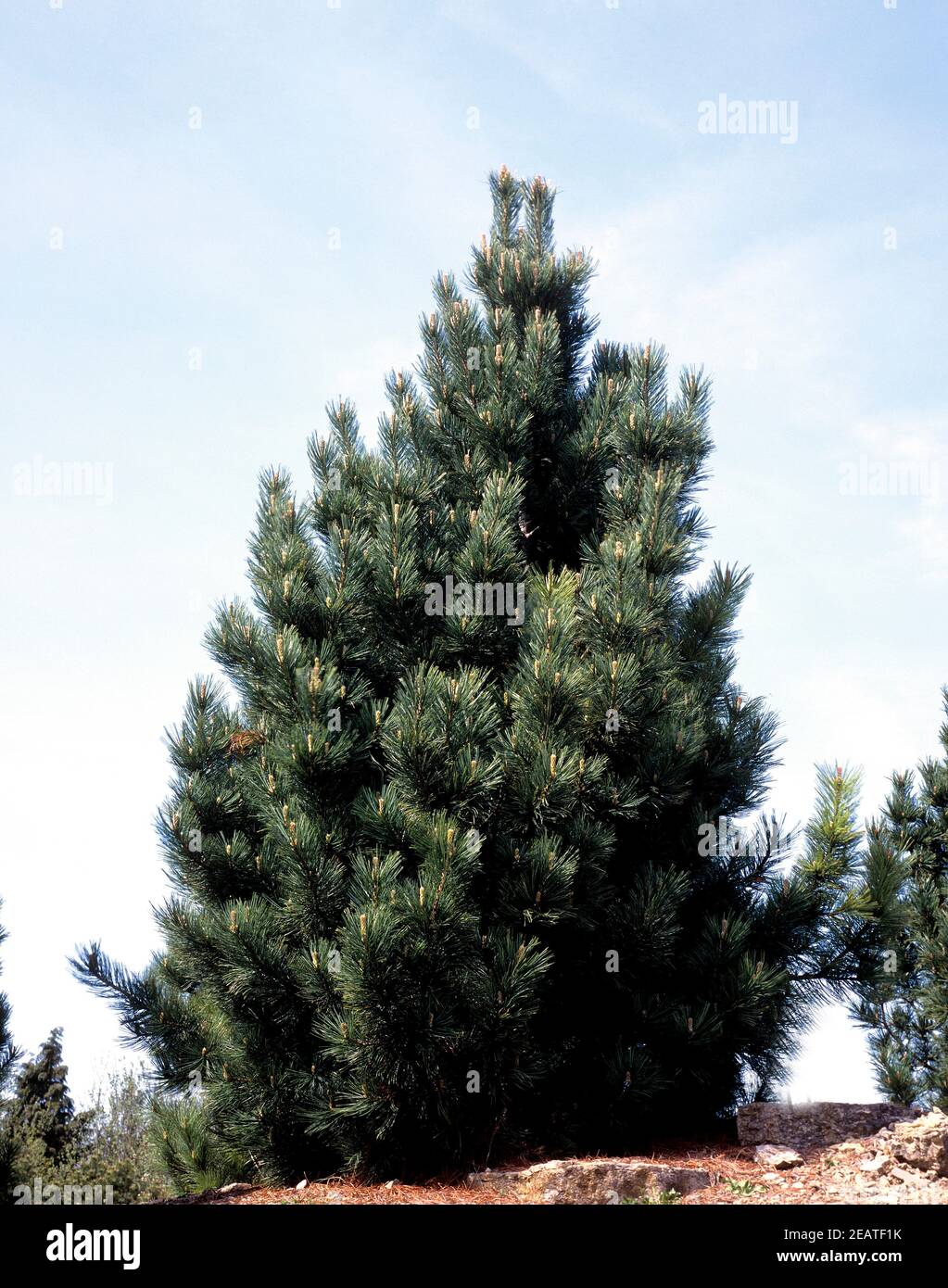 Zirbelkiefer, Pinus cembra Stock Photo