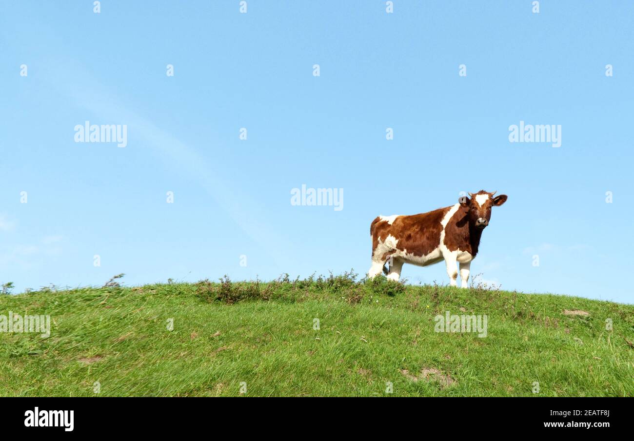 Kuh, Kuehe, Wiesen, Haustier Stock Photo