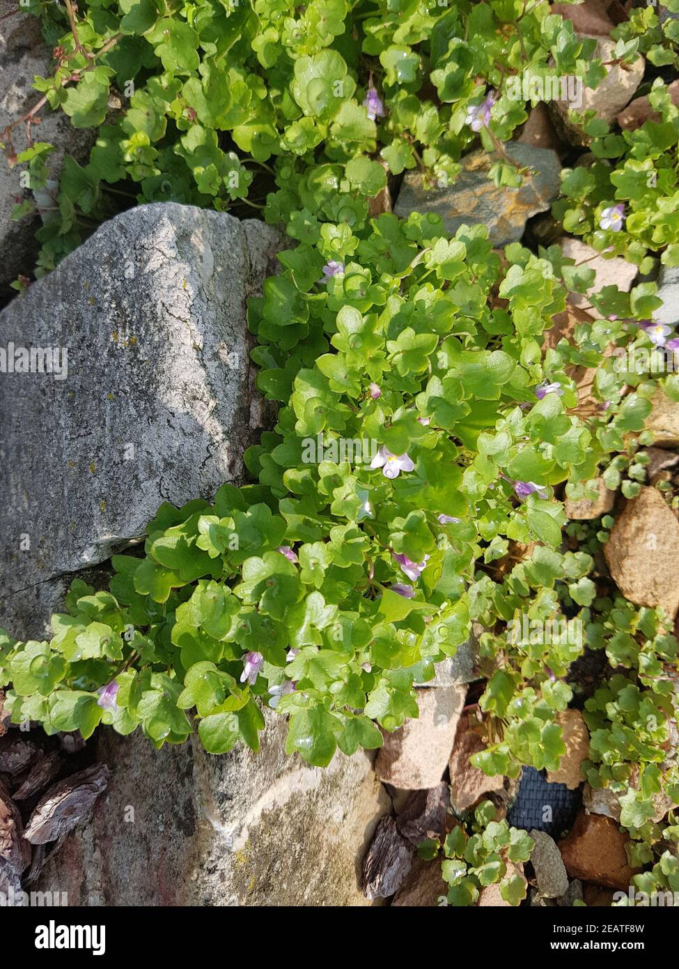 Zimbelkraut  Cymbalaria muralis  Heilpflanze Stock Photo