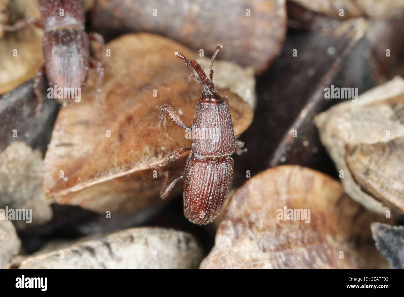 Wheat weevil: Sitophilus granarius. Beetle on buckwheat seeds. Stock Photo