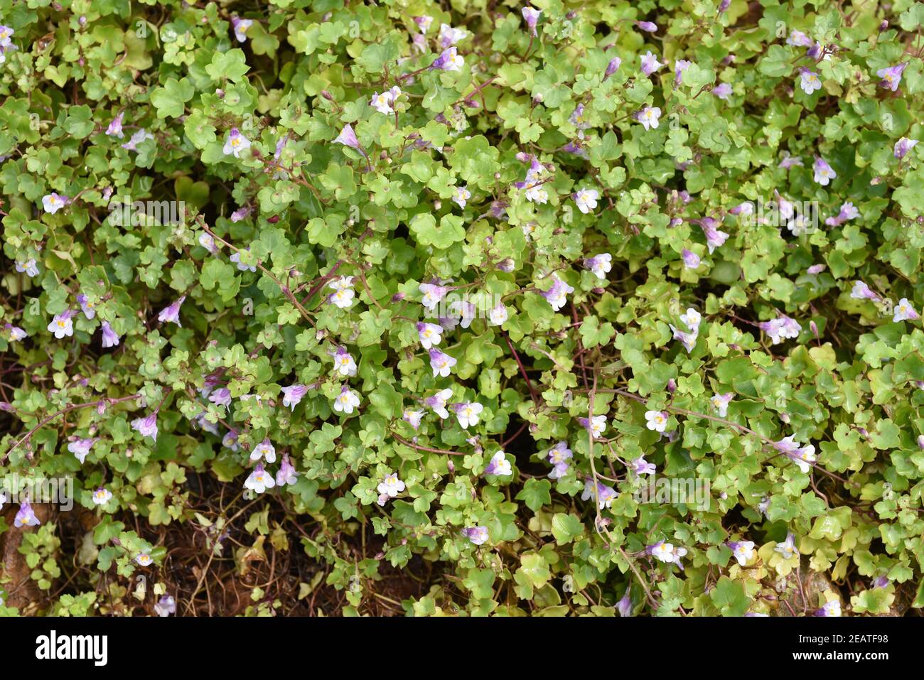 Zimbelkraut  Cymbalaria muralis  Heilpflanze Stock Photo