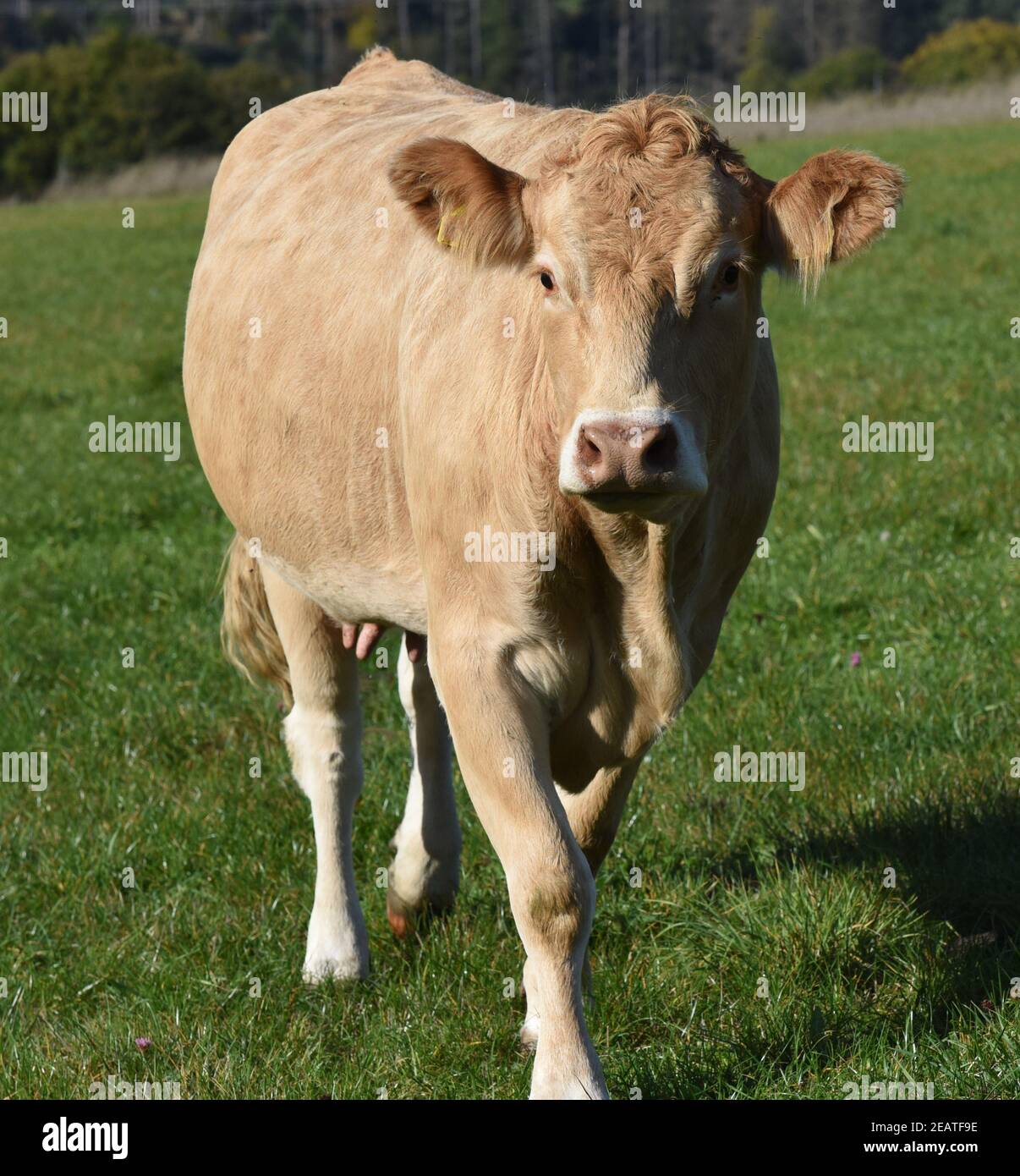 Qudeer Rind Rinderrasse hi-res stock photography and images - Alamy