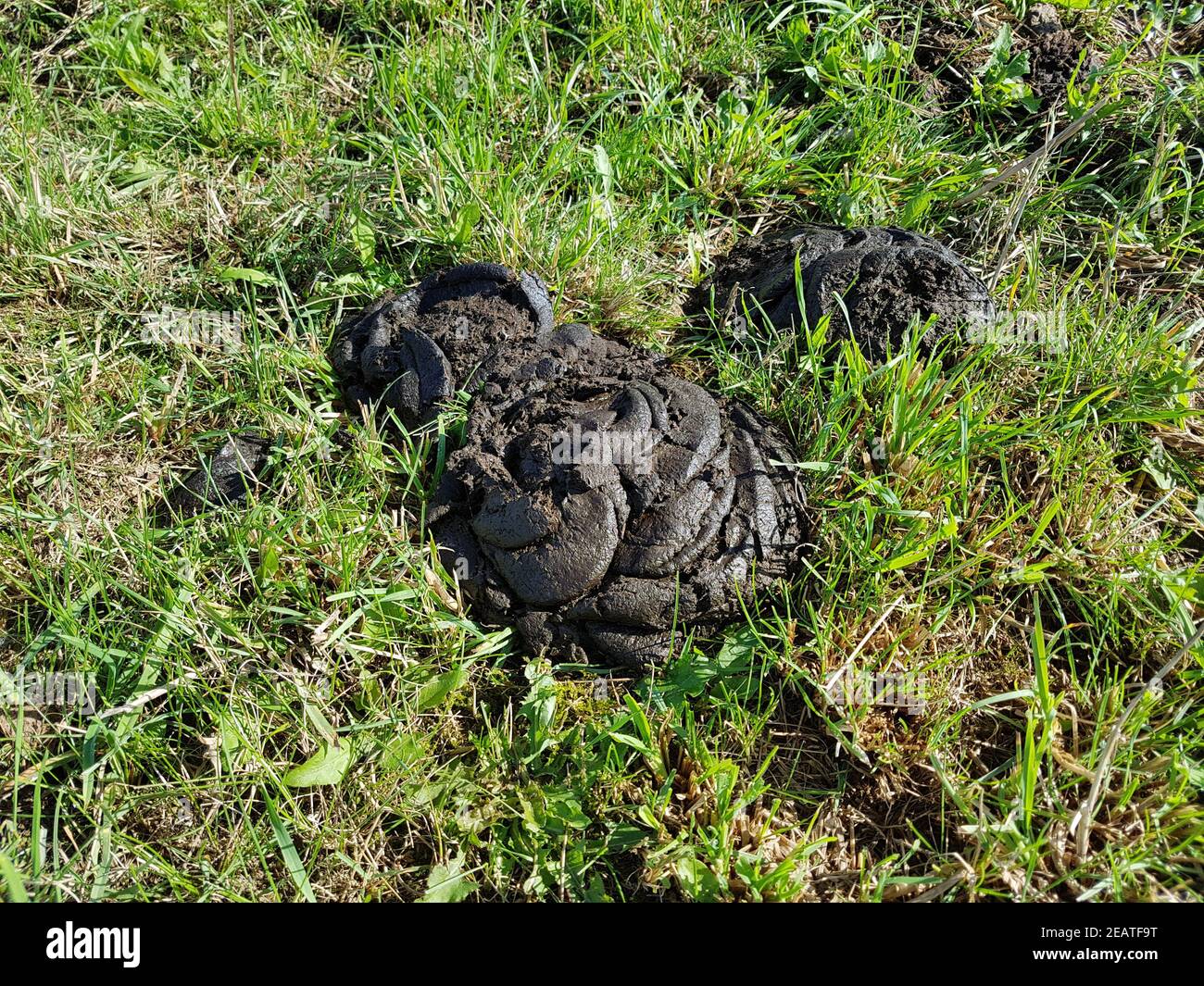olivenbaum pflegen düngen Purgrün Olivenbaum-Dünger 1 Liter main image 0