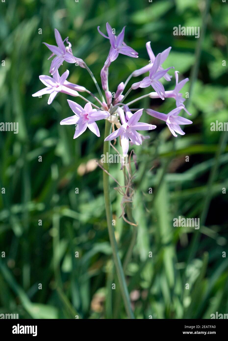 Zimmerknoblauch, Tulbaghia violacea Stock Photo
