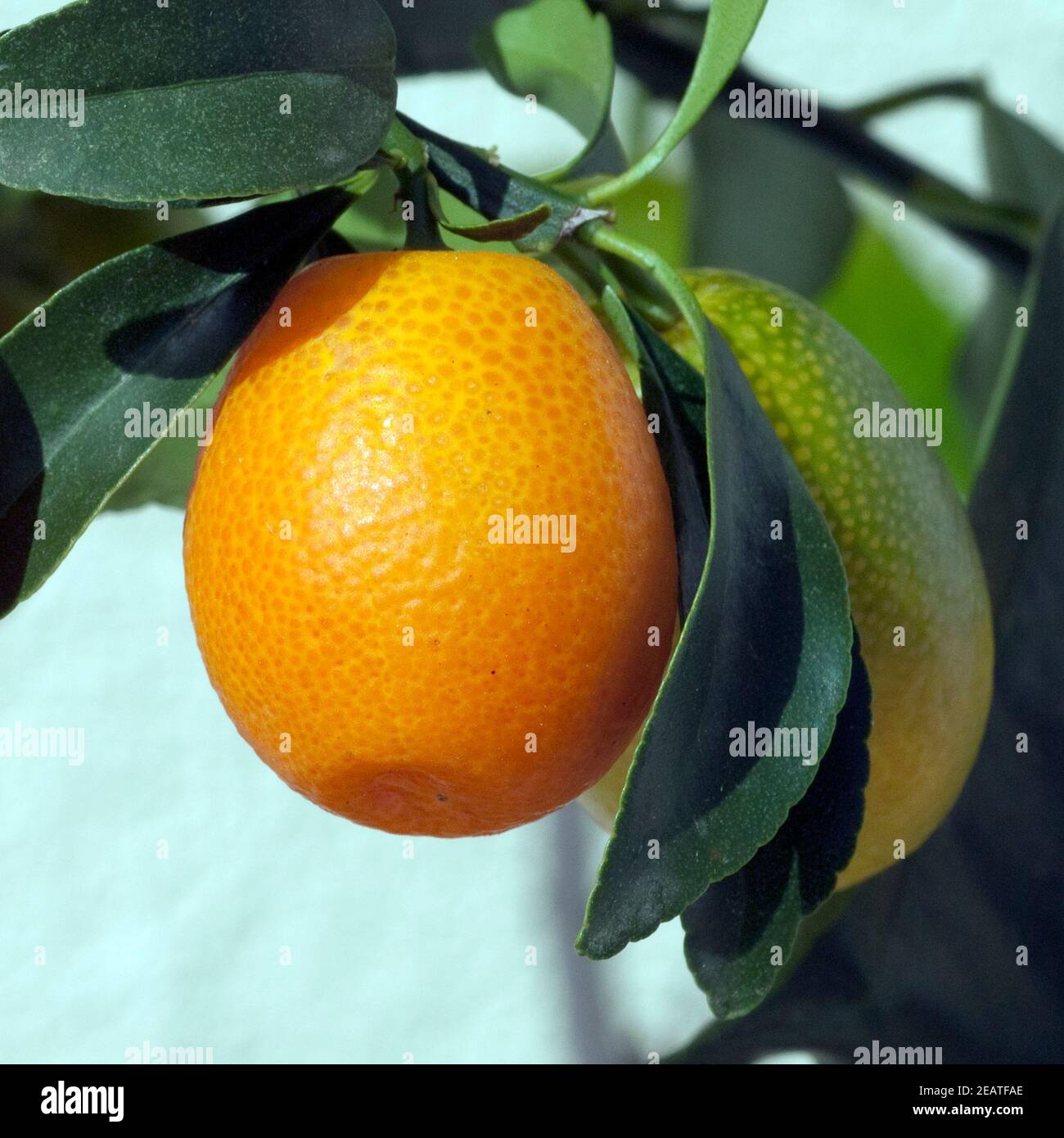 Kumquats  Fortunella  Citrus Stock Photo