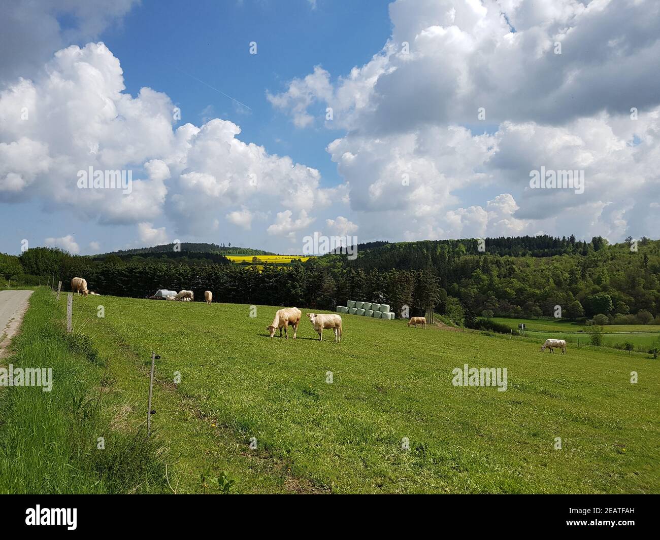 Kuhweide, Weide, Fleischkuehe, Aquitaine Stock Photo