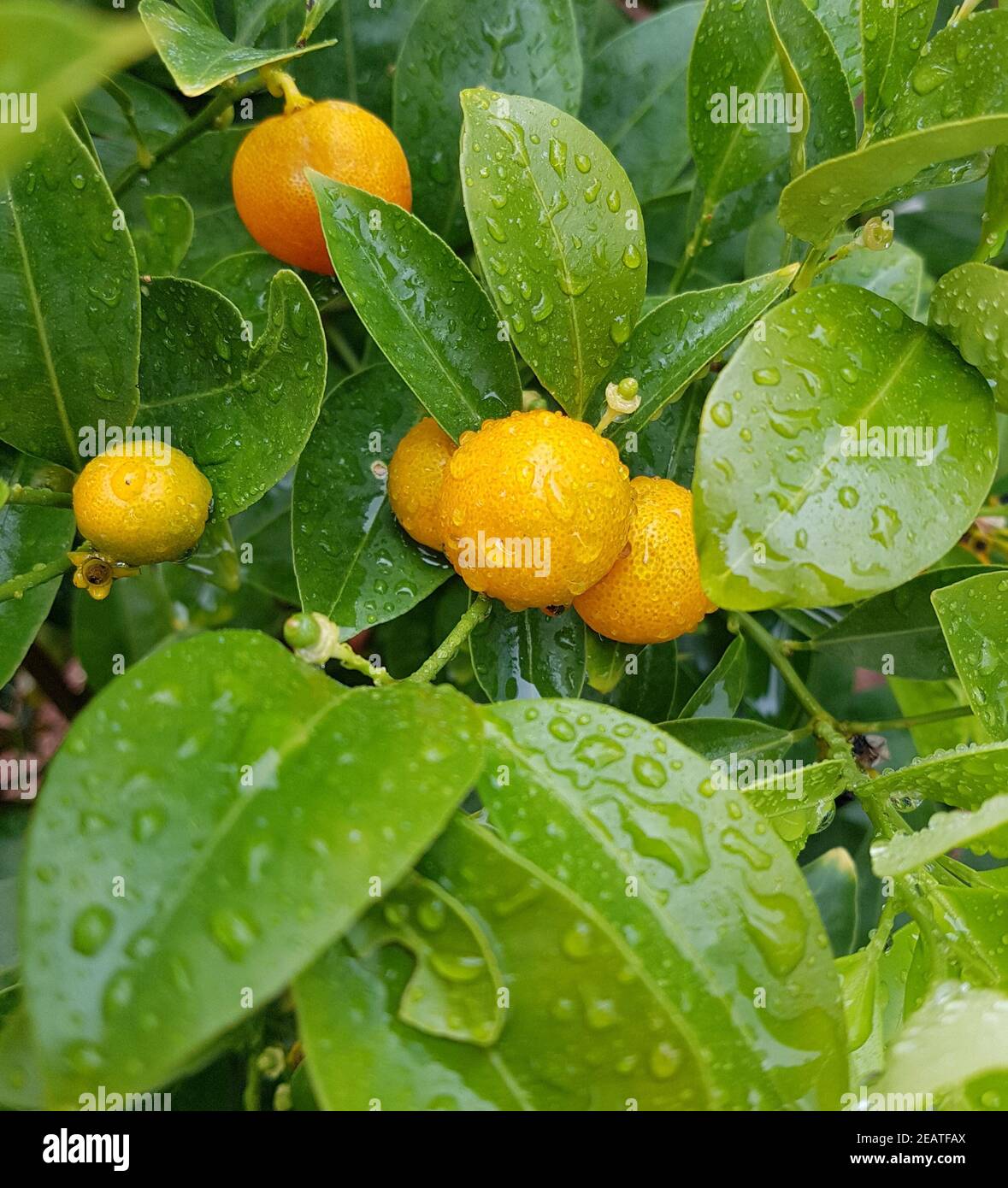 Kumquats, Fortunella, Citrus Stock Photo