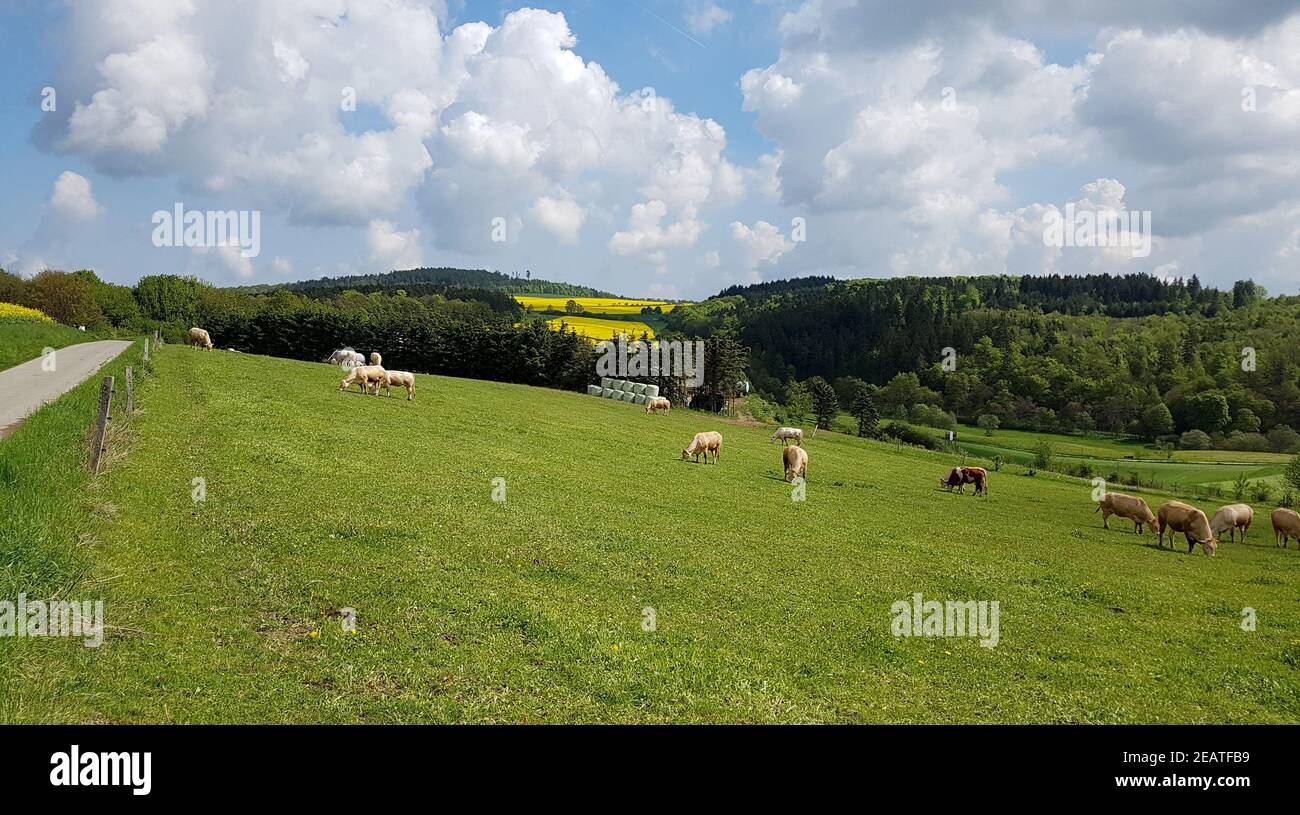 Kuhweide, Weide, Fleischkuehe, Aquitaine Stock Photo