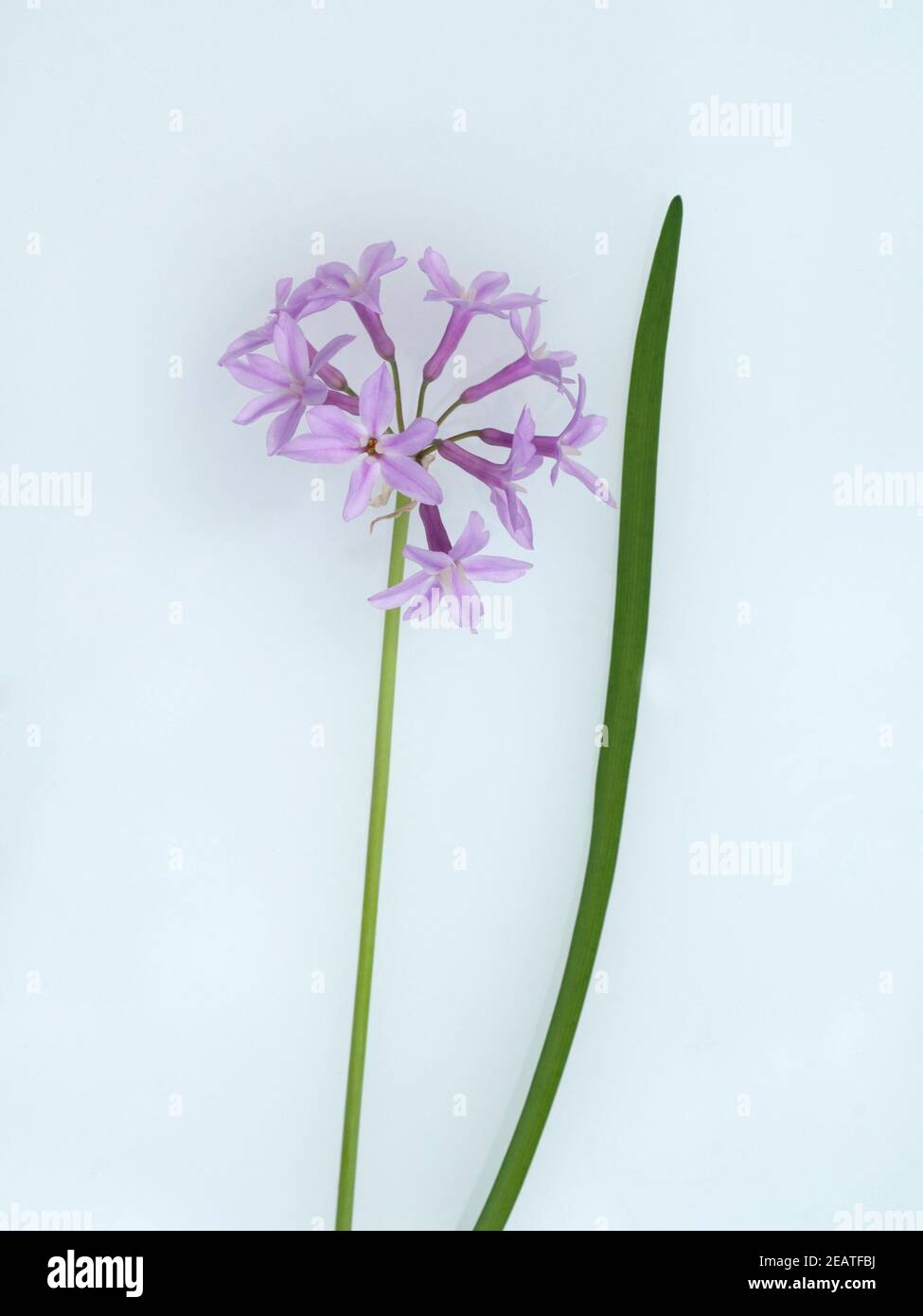 Zimmerknoblauch, Tulbaghia violacea Stock Photo