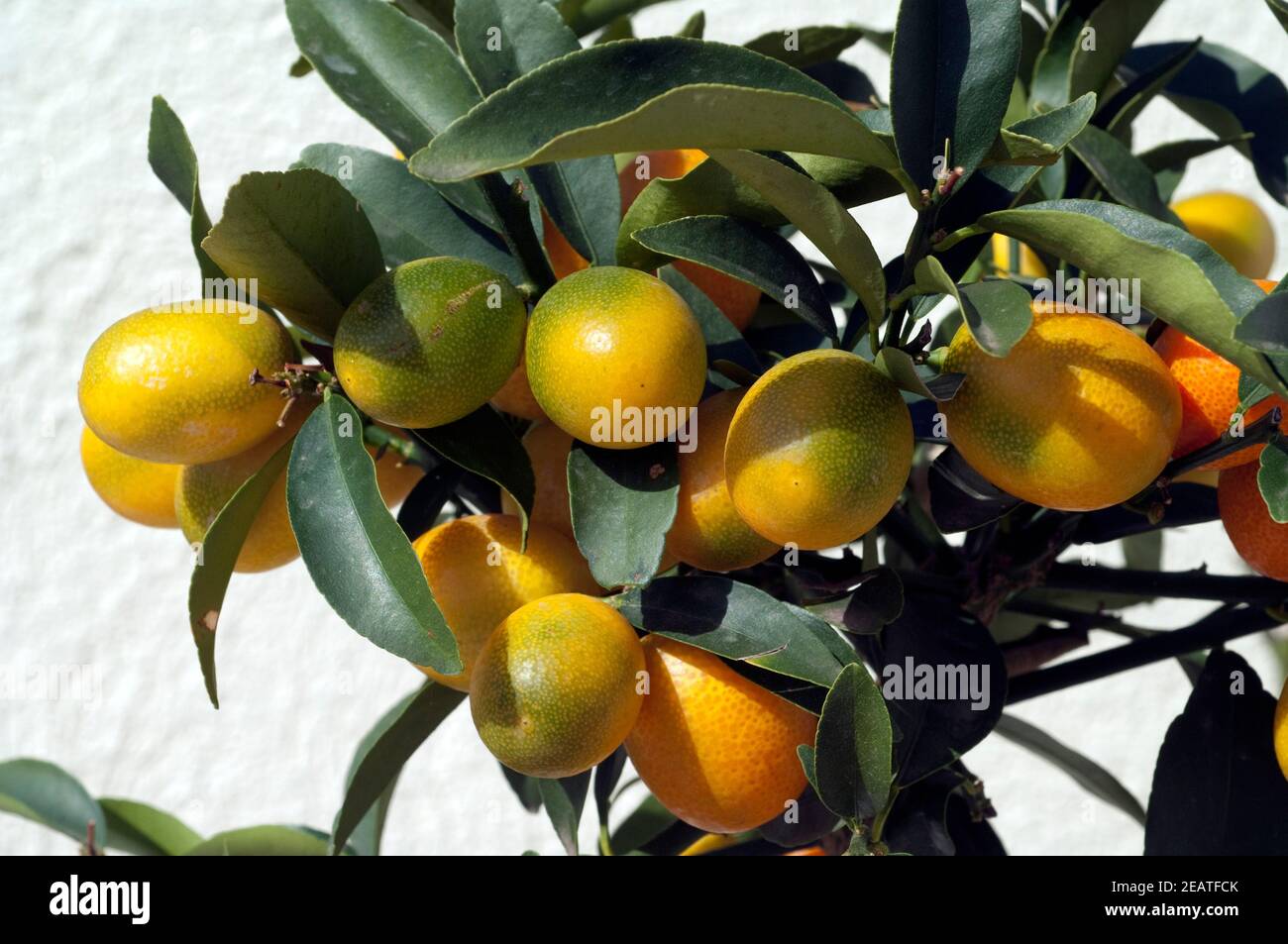 Kumquats  Fortunella  Citrus Stock Photo