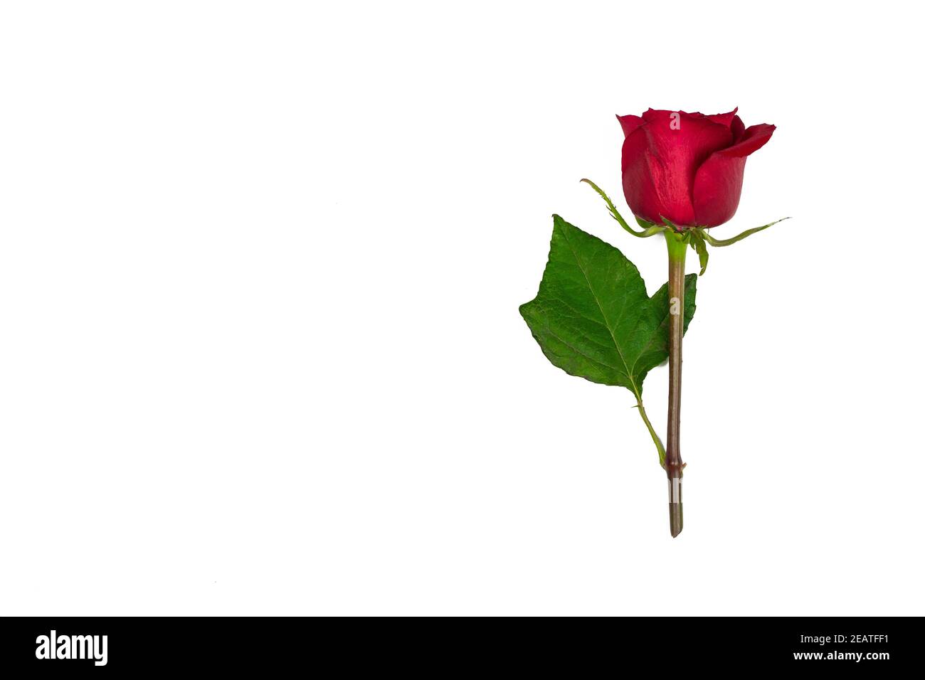 One red rose on white background. Holiday and Valentine day romantic  background with copy space Stock Photo - Alamy