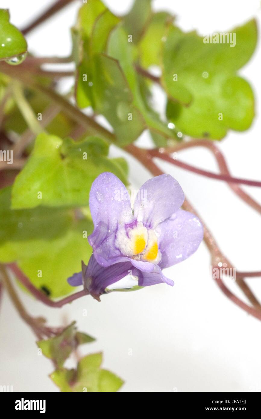 Zimbelkraut; Cymbalaria muralis Stock Photo