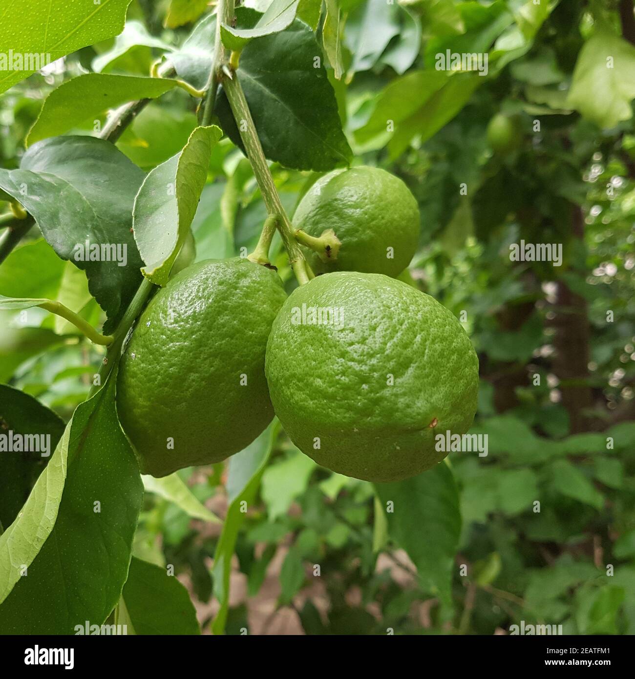 Zitronen Citrus limon Stock Photo
