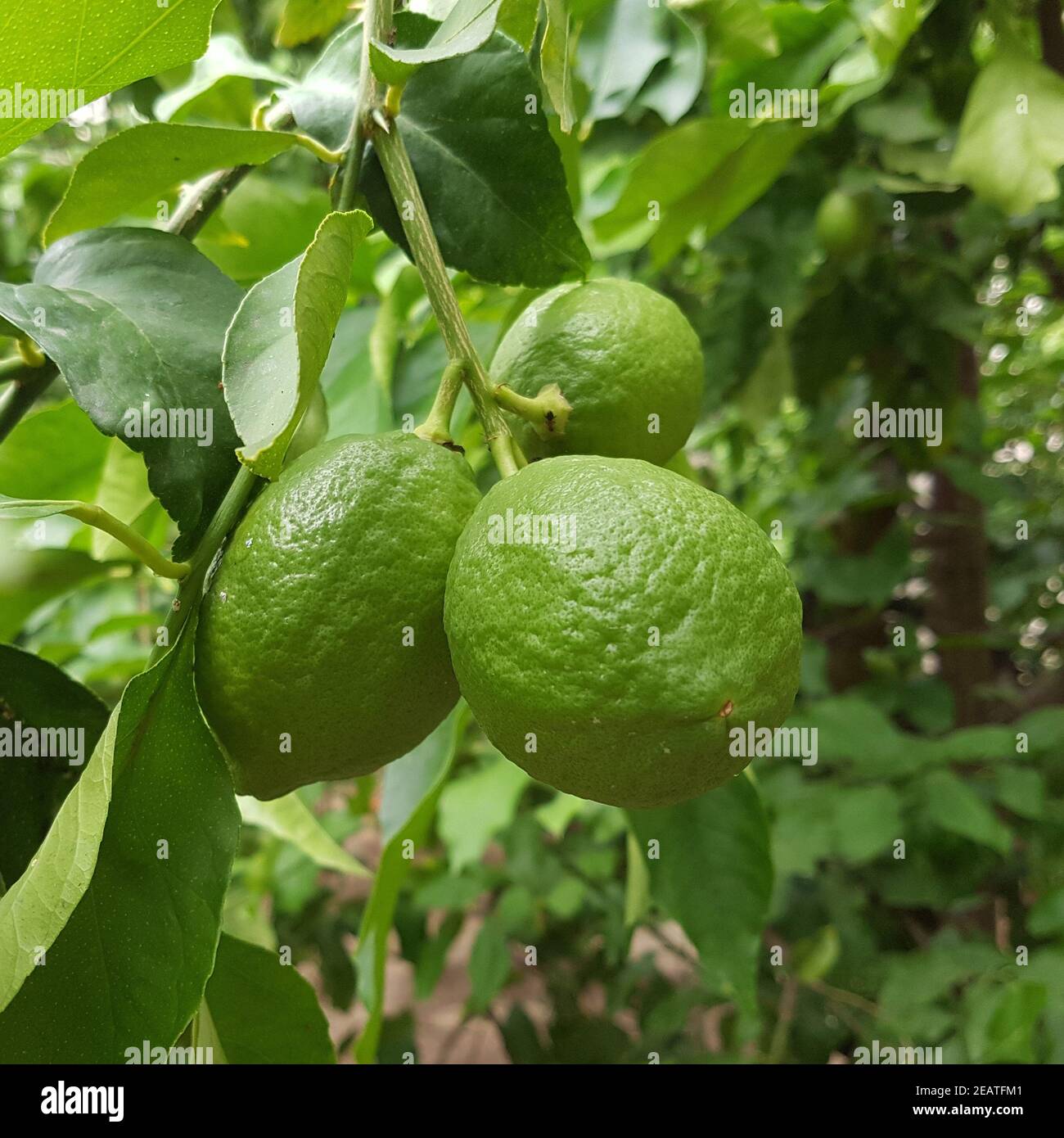 Zitronen  Citrus  limon Stock Photo