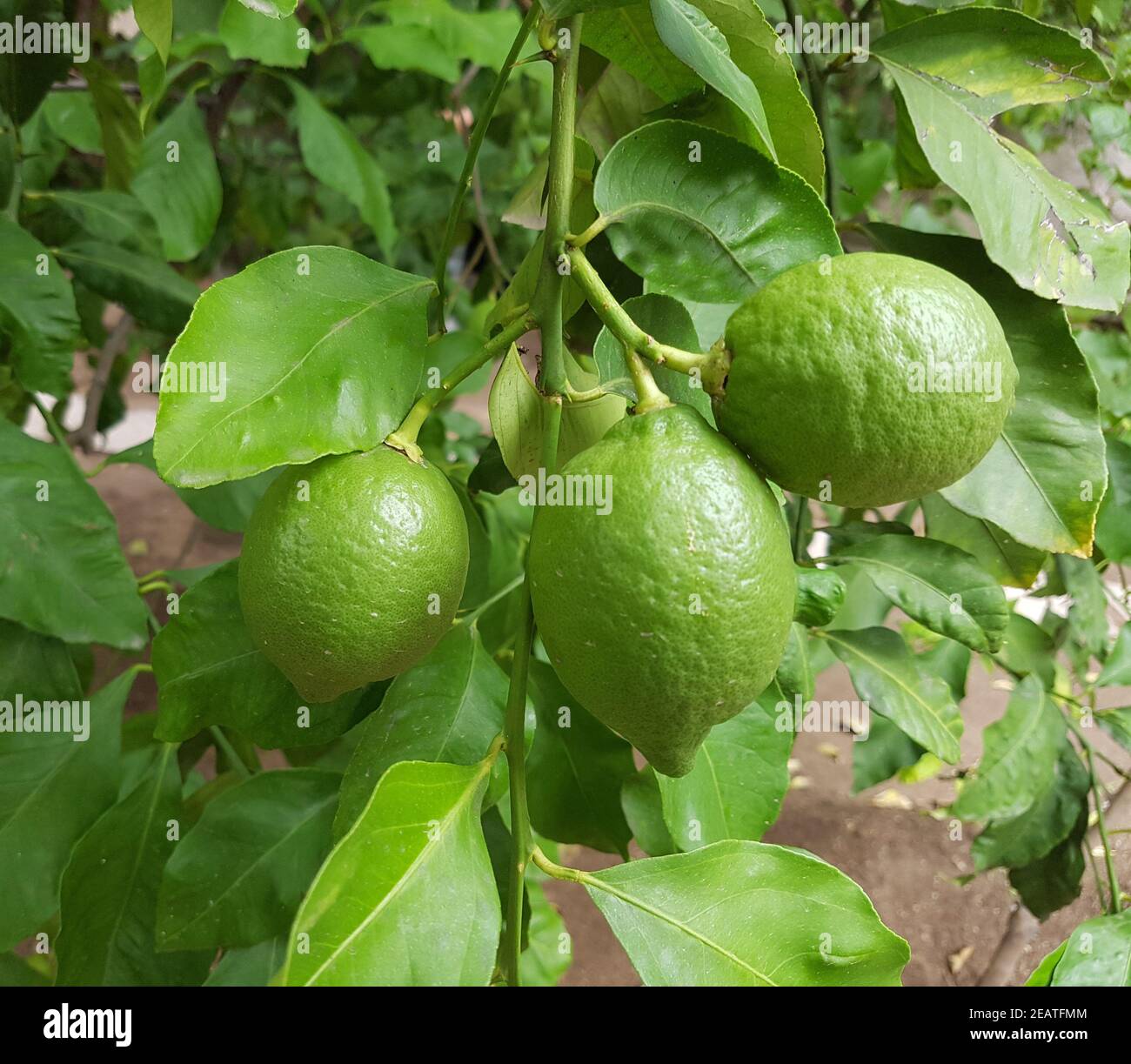Zitronen  Citrus  limon Stock Photo