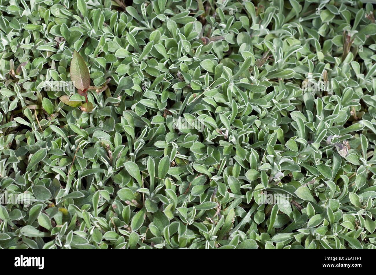 katzenpfoetchen, Antennaria dioica Stock Photo