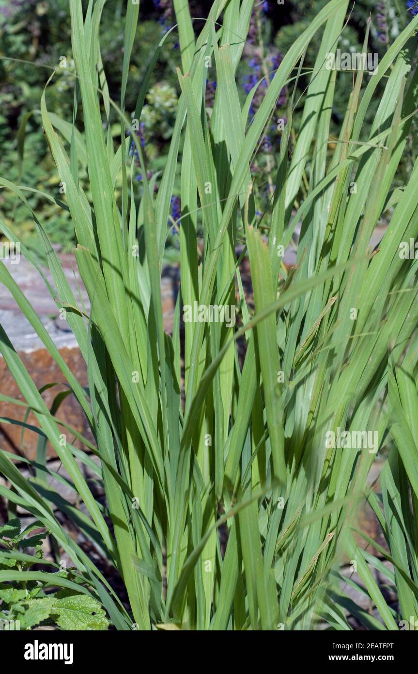 Zitronengras  Cymbopogon citratus Stock Photo