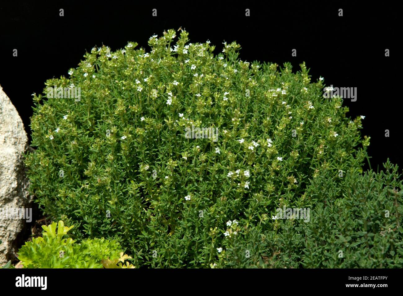 Zitronenthymian, Thymus, citriodorus Stock Photo