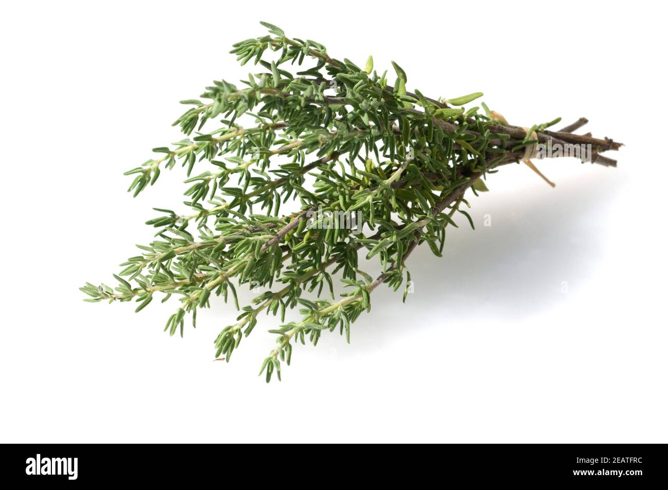 Zitronenthymian, Thymus citriodorus Stock Photo