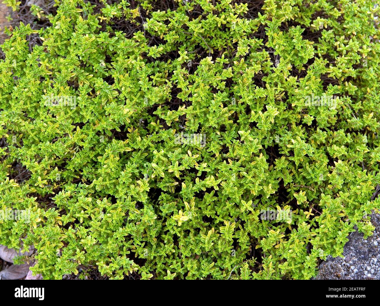 Zitronenthymian; Thymus x citriodorus 'Golden Dwarf' Stock Photo Alamy