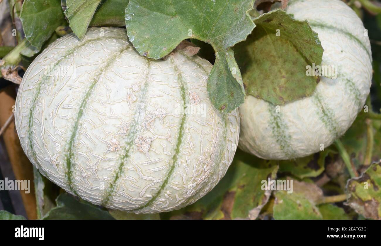 Zuckermelone, Cucumis, melo Stock Photo