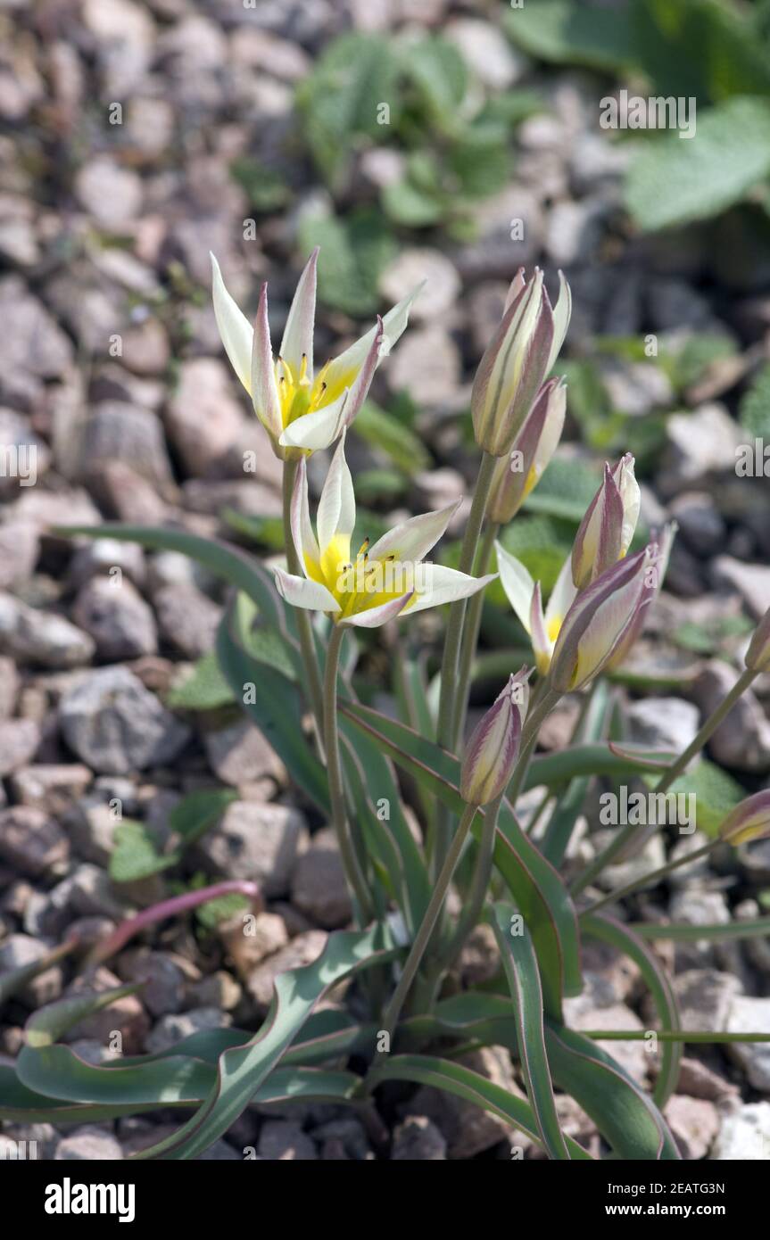 Zweibluetige Tulpe, Tulipa biflora, Wildtulpe Stock Photo