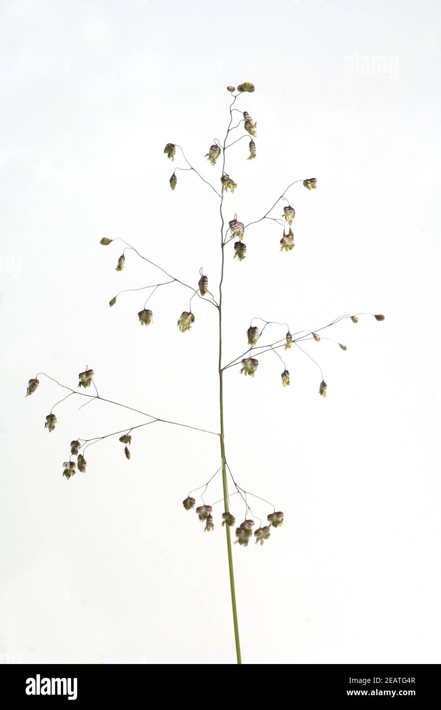 Zittergras 80cm Weizengras Grasblüte naturgetreu künstlich 