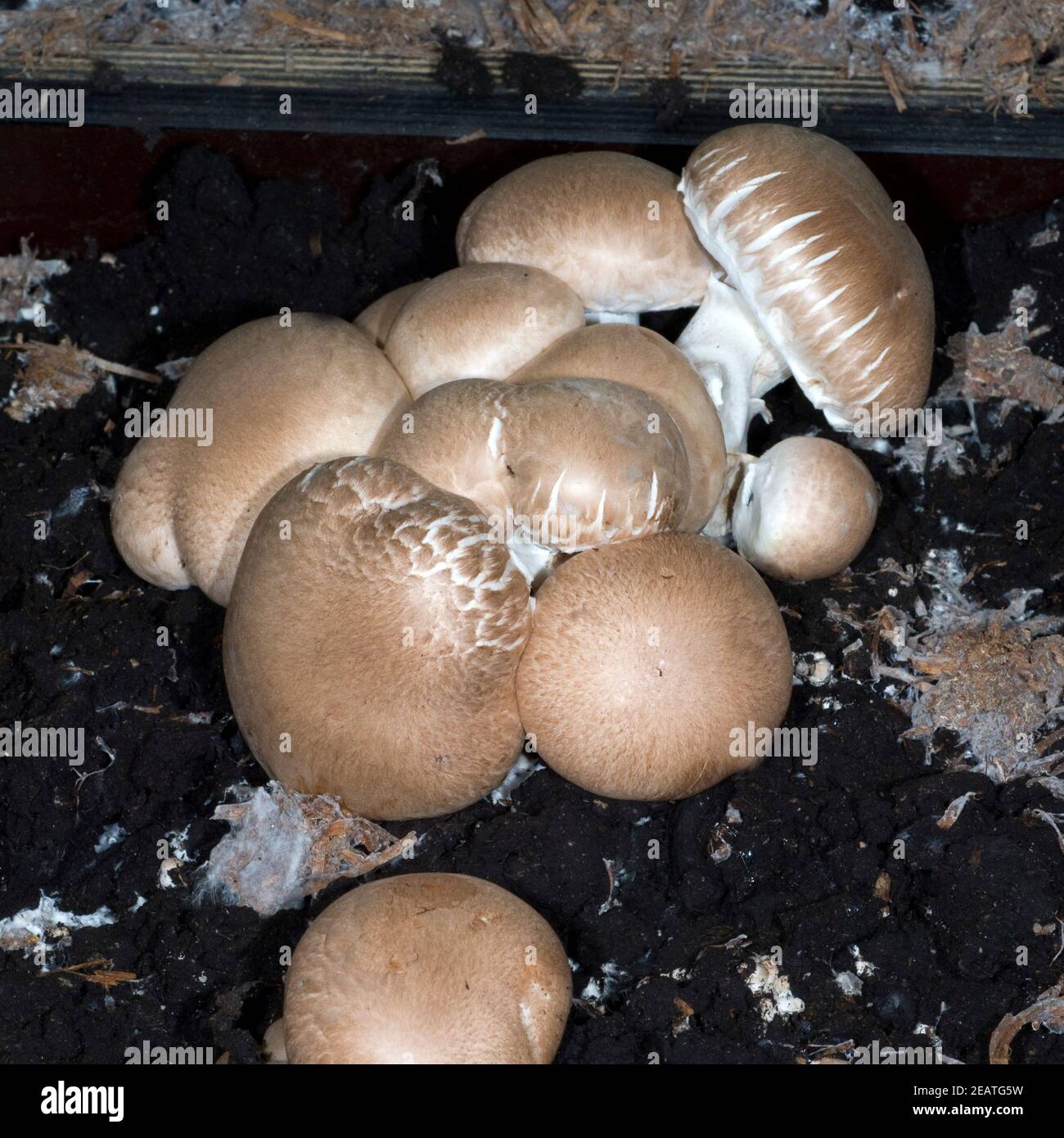 Zuchtchampignon  Champignon  Agaricus Stock Photo