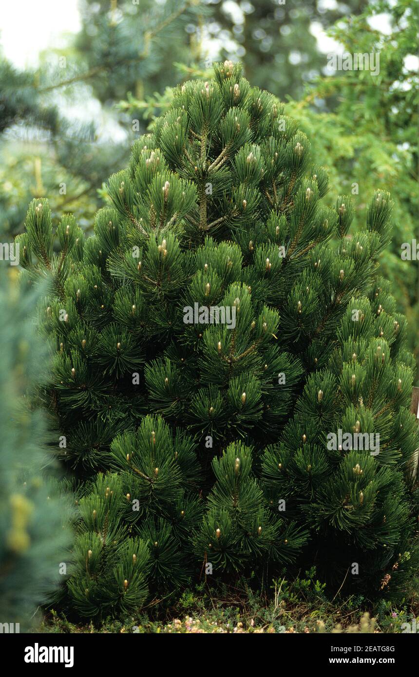 Zwergschlangenhautkiefer, Pinus leucodemis, Compact Gem Stock Photo