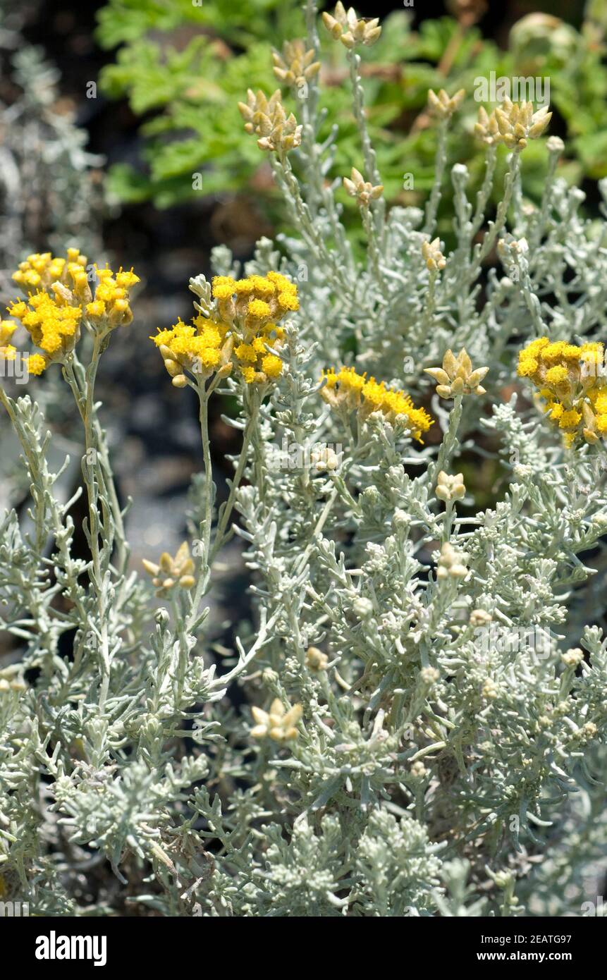 Zwergcurrystrauch  Currykraut  Helichrysum italicum Stock Photo
