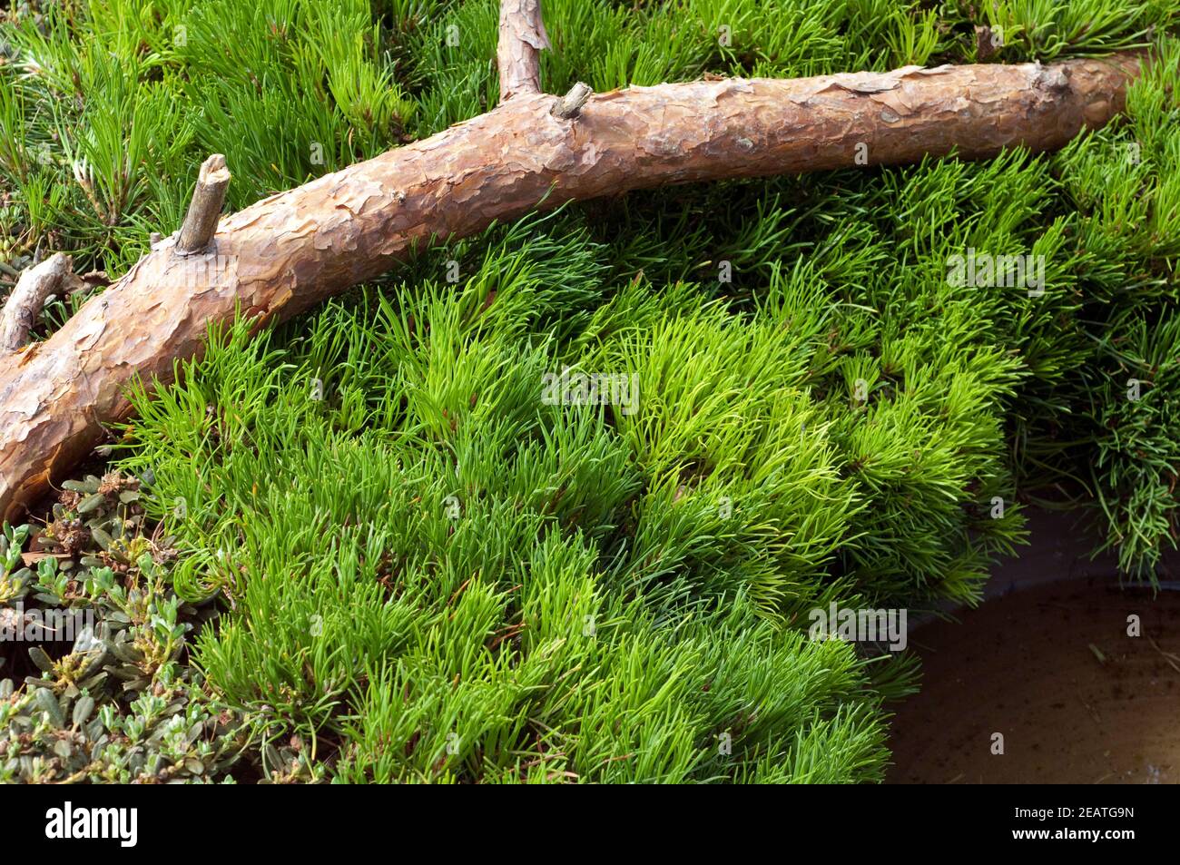 Zwerg-Kiefer, Pinus mugo, Grabbepflanzung Stock Photo