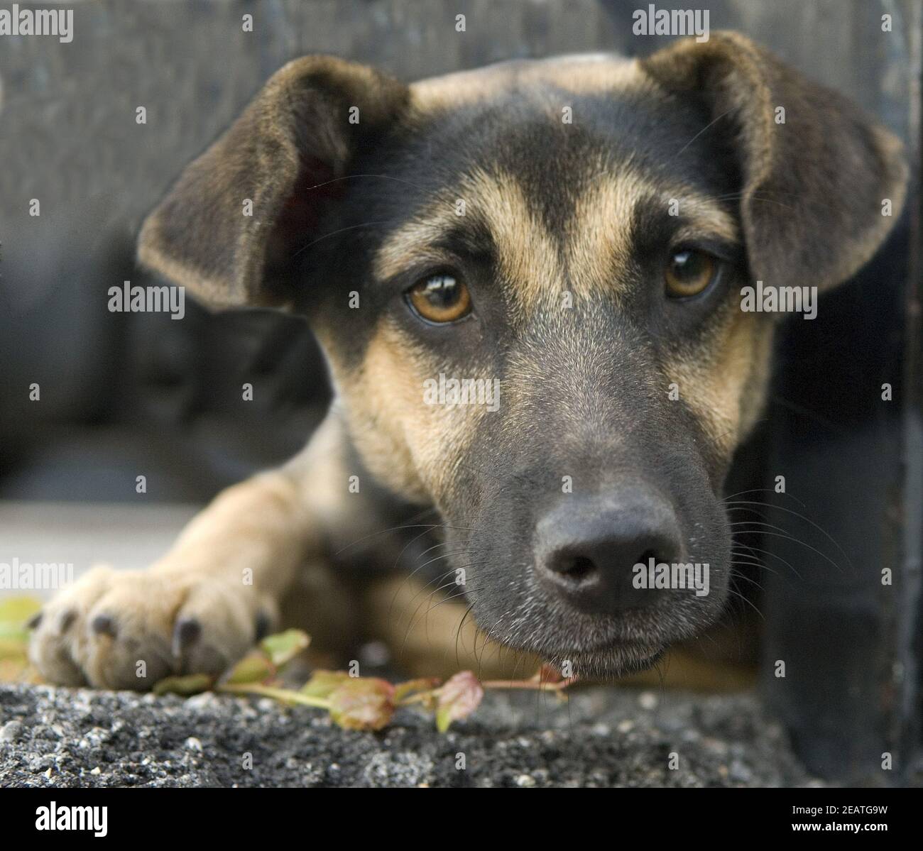 Strassenhund, Betteln Stock Photo