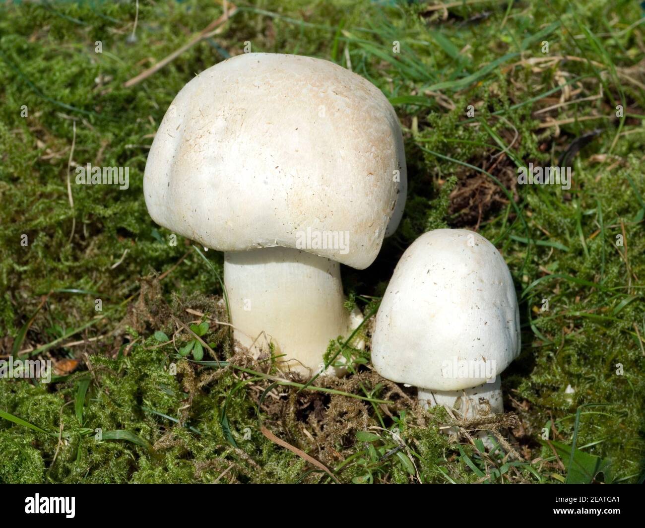Wiesenchampignon Agaricus Campestris Stock Photo Alamy