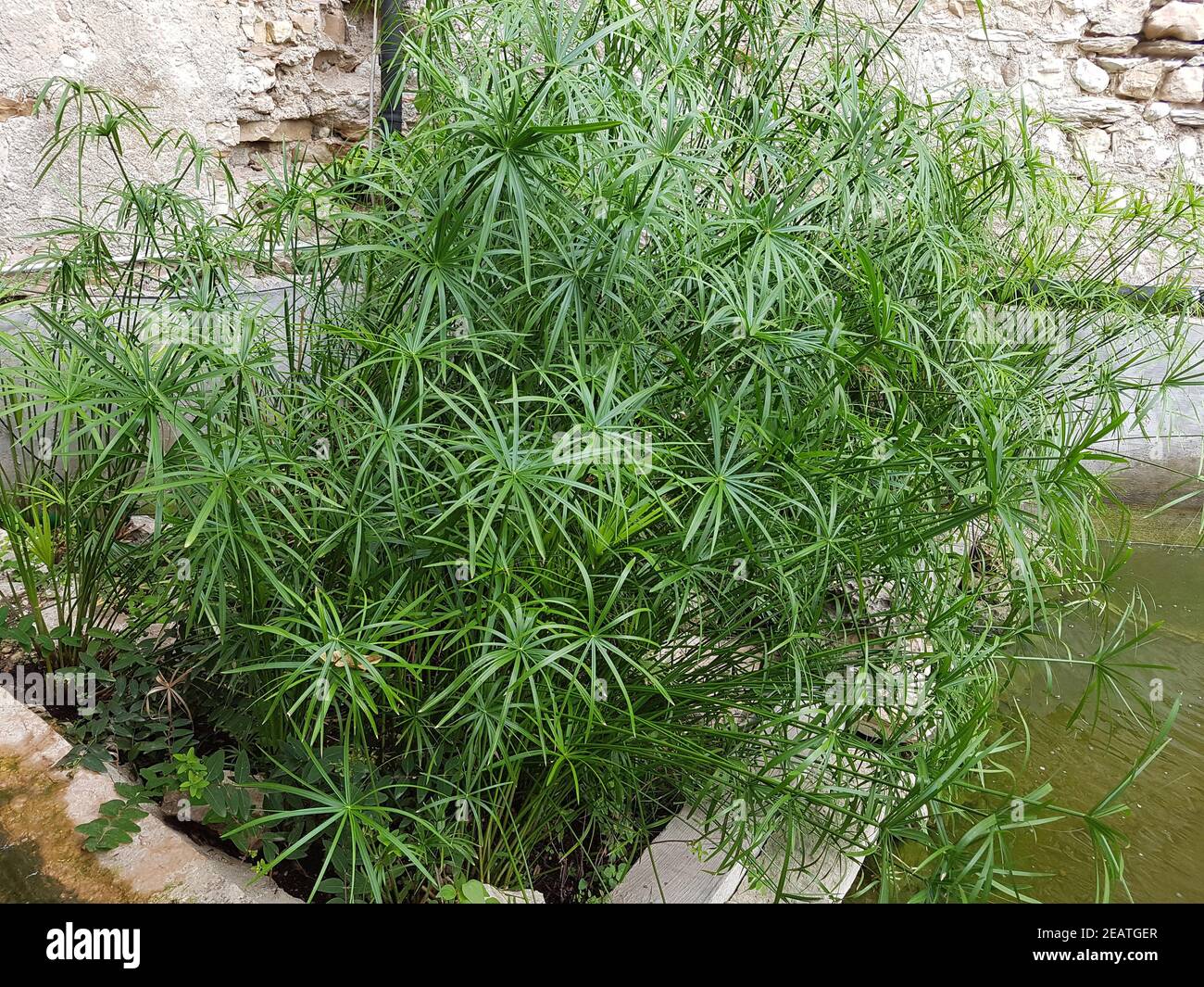 Zypergras, Cyperus, alternifolius, Wasserpflanze Stock Photo